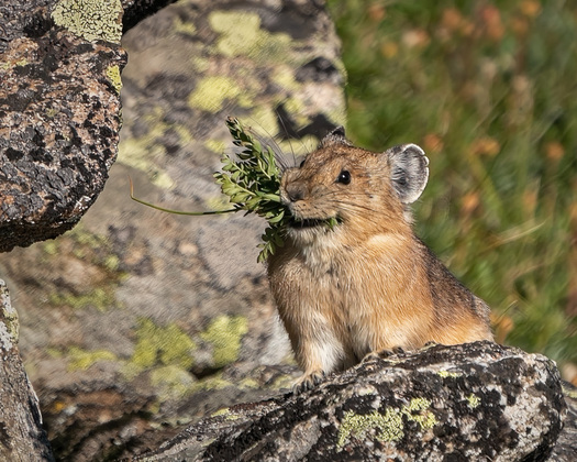 pika with with harvested plants in its mouth