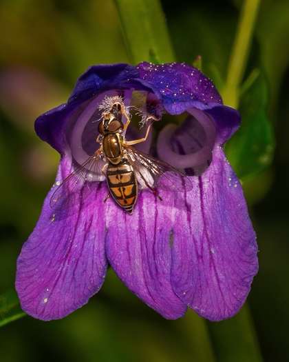 small fly on a purple flower