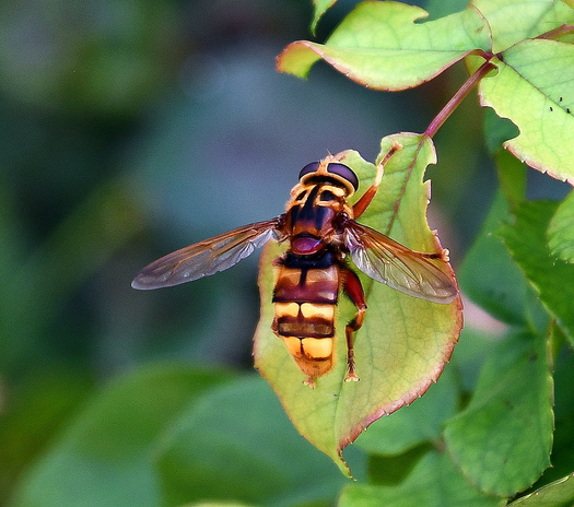 bee on a leaf
