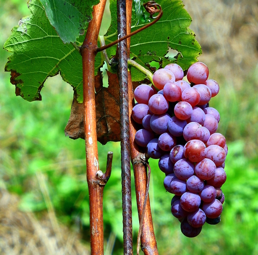 grapes on a grapevine