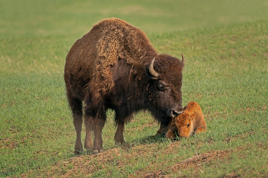 bison mother nudging as calf