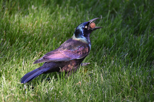 bird with a nut in its bill