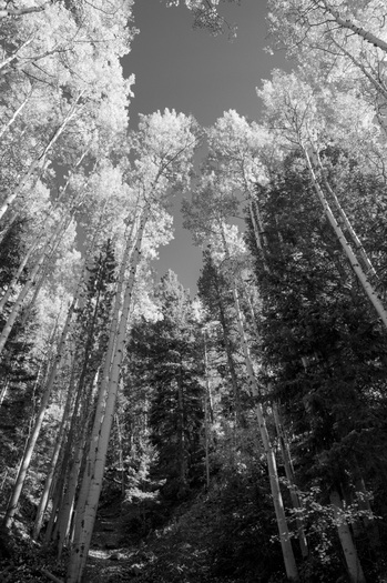 aspen trees