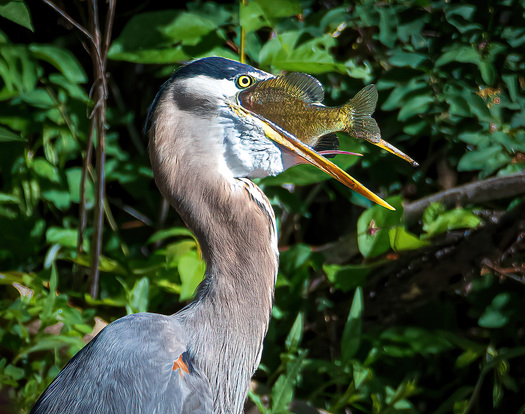 great blue heron trying to swallow a fish