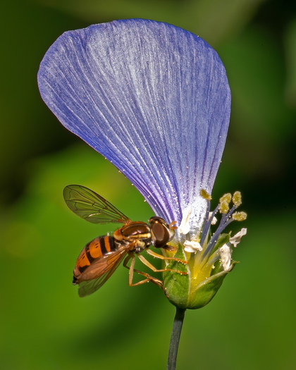 small fly on a flower that is missing all but one petal