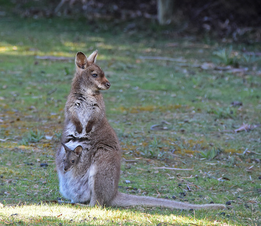 wallaby with a baby in its ppouch