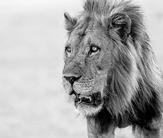 Lion with its  mouth open slightly while it focuses on something out of the picture