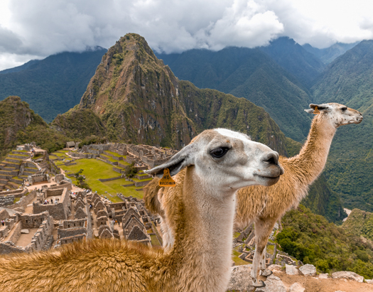 Two llamas on a hill above ancient ruins