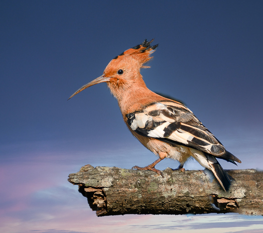 Hoopoe perched on a broken dead branch