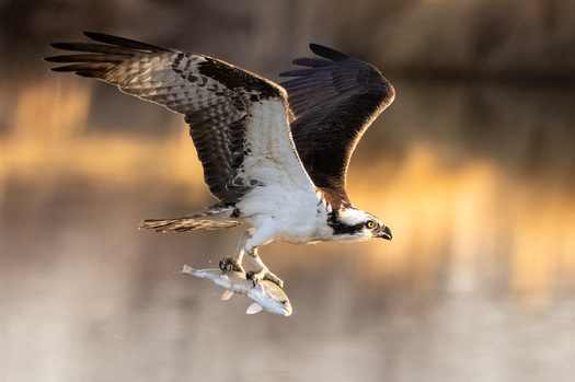 Flying osprey carrying a fish