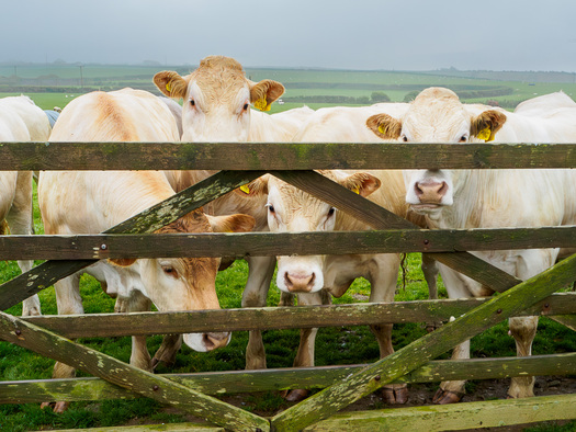Cows looking through a fence