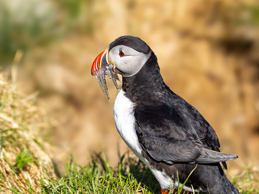 Puffin with a mouthful of fish