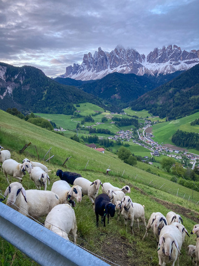 Goats on a steep slope with an village and mountains in the background