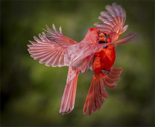 Two flying male cardinals interacting