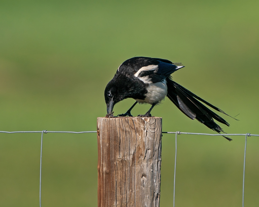 Magpie pecking at something on the top of a fence post