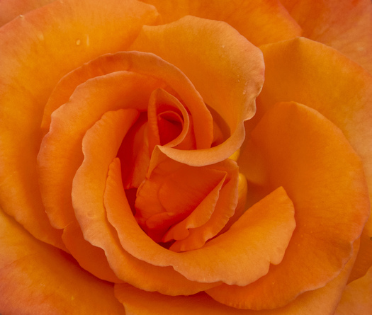 Close-up of an orange rose flower
