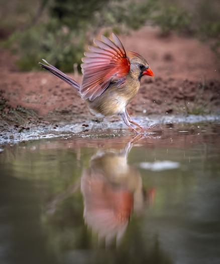 Female Cardinal landing on water