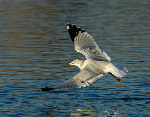 Gull taking off fron water