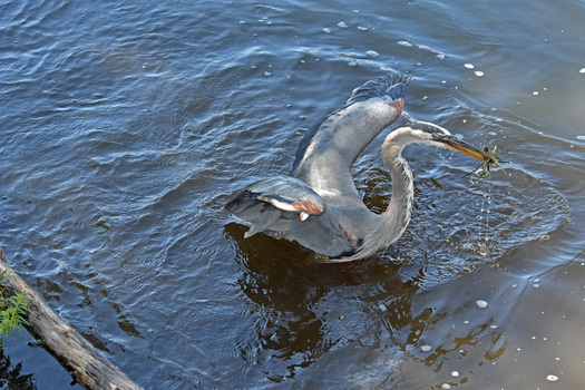 Great Blue Heron with food in its bill