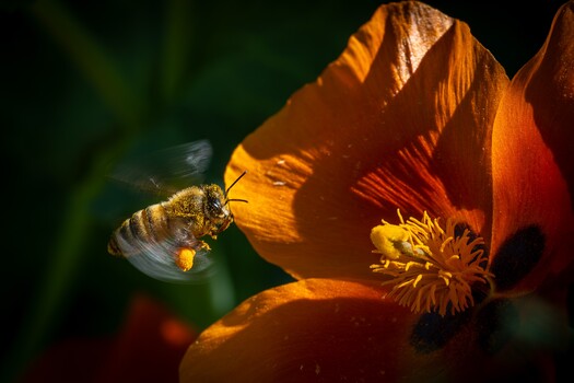 Bee approaching an orange flower