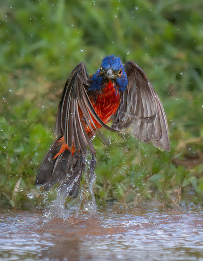 Bunting taking off from water