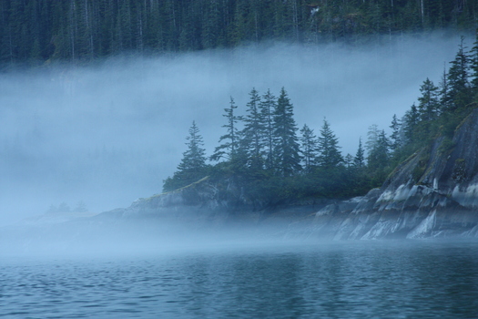 Trees on a rocky coast obscured by fog