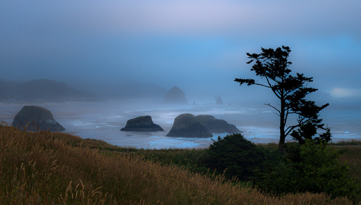Foggy coast with a sihouetted tree on its bank