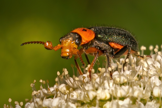 Orange and black beetle
