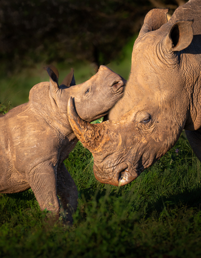 Affectionate moment between a young rhino and an adult