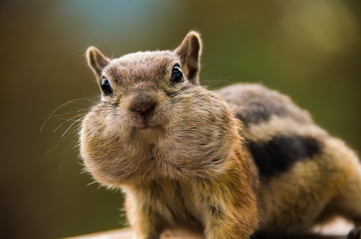 Ground Squirrel with cheeks full of food 