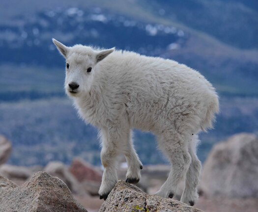 Young mountain goat perched on a rock