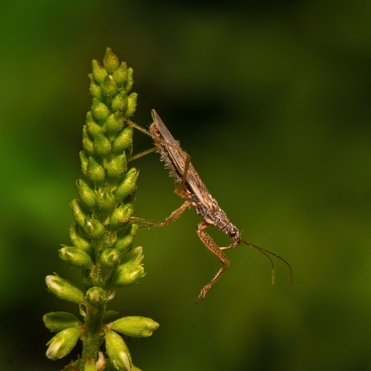 Long slim bug leaning out from a plant