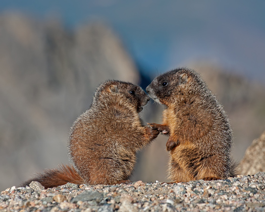 Young marmots appearing to have a discussion