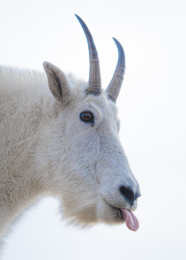 Mountain Goat sticking out its tongue