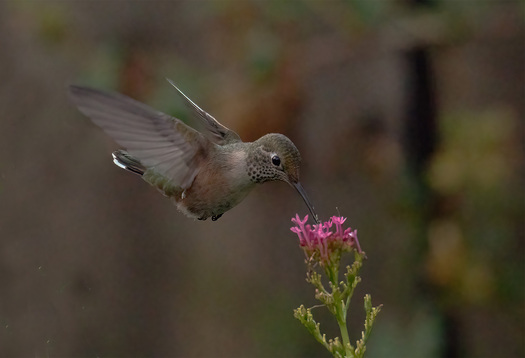 Hummingbird sipping from a flower