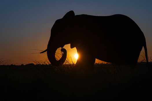 Silhouettte of an elephant at sunset