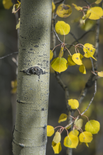Aspen tree with autumn leaves