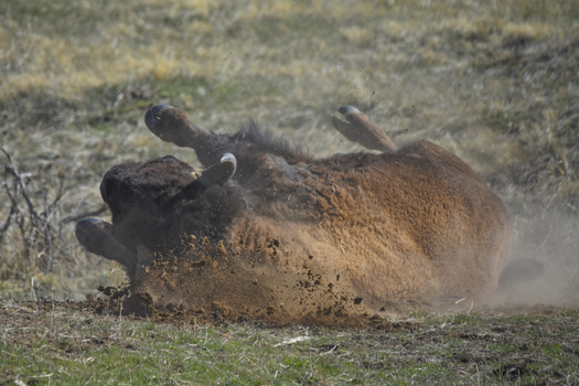 Rolling bison