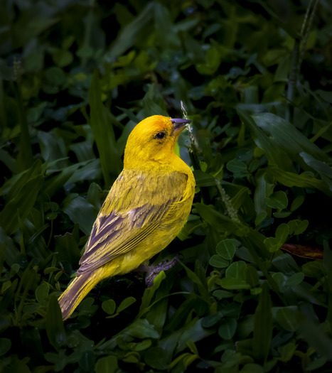 Bright yellow bird