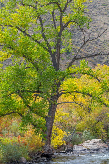 Stream flowing through fall foliage