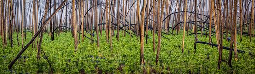 Green plants beneath dead trees.