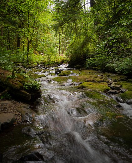 Stream flowing through a forrest