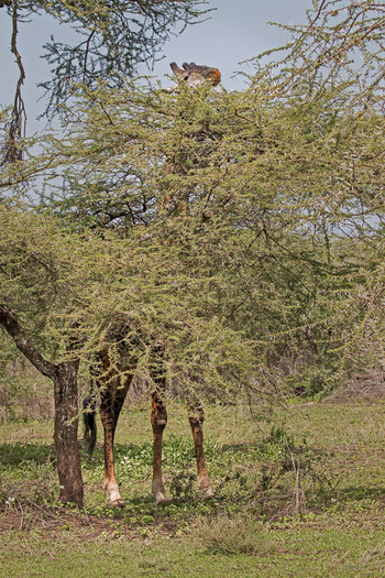 Giraffe leaning into a tree