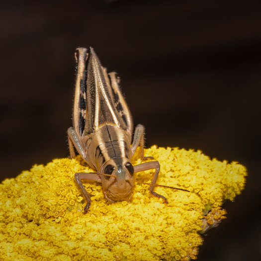 Grasshopper on a yekkow flower