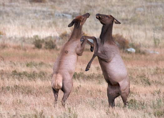 Two female elks that appear to be dancing
