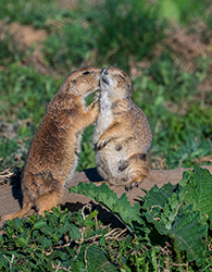 Two prairie dogs kissing