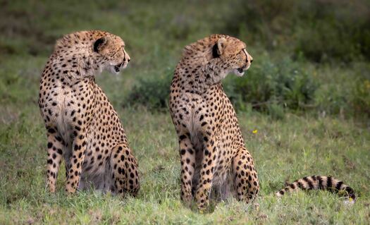 Two cheetals looking over their left shoulders