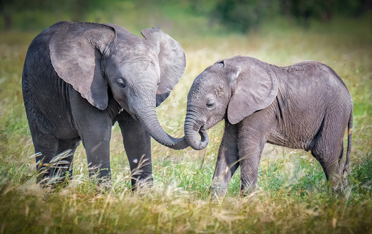 Two young elephants touching trunks