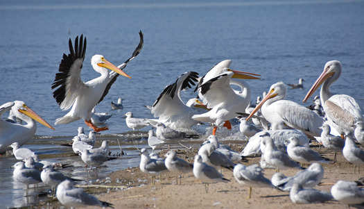 Pelica landing in a group of pelicans and gulls