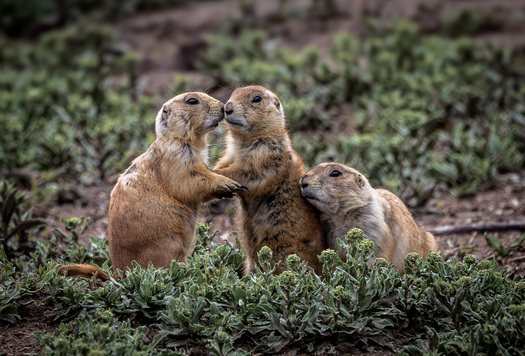 Two prairie dogs kissing and another looks on